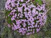 Filename=Dscn1248-s.jpg
Filesize=566KiB
Dimensions=1296x972
Date added=Sep 08, 2019 Dscn1248-s.jpg